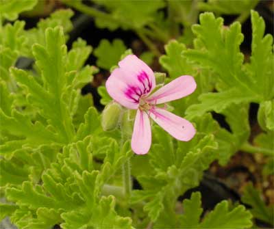 rosegeranium.jpg rosegeranium.jpg