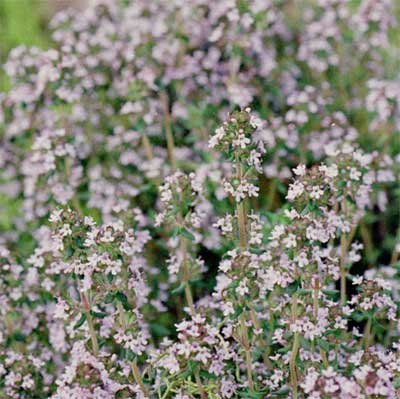 thyme.jpg thyme.jpg